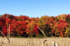 fall leaves