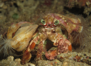hermit crab kalen linser